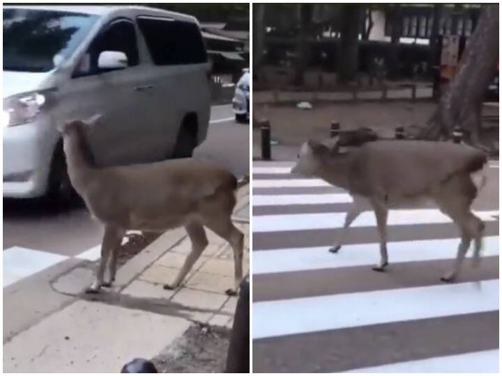 UP Police new post on road safety features a video of a deer at a zebra crossing Watch: सड़क सुरक्षा के लिए यूपी पुलिस ने लिया सोशल मीडिया का सहारा, लोगों का दिल जीत रहा है ये वीडियो
