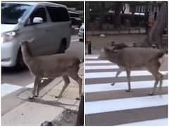 Watch: सड़क सुरक्षा के लिए यूपी पुलिस ने लिया सोशल मीडिया का सहारा, लोगों का दिल जीत रहा है ये वीडियो