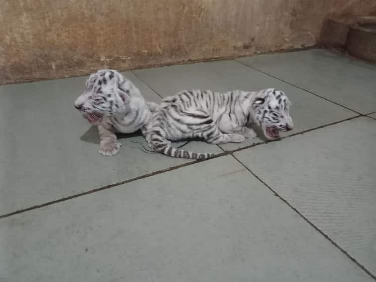 A white tiger gave birth to two tiger cubs at Rajkot Pradyuman Park Zoo સૌરાષ્ટ્રના સહેલાણીઓ માટે ખુશીના સમાચાર, આ ઝુ માં સફેદ વાઘણે બે વાઘ બાળને જન્મ આપ્યો