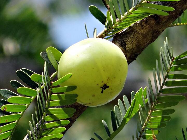 রোগ প্রতিরোধ ক্ষমতা বাড়াতে এবং মানসিক চাপ কমাতে সাহায্য করে আমলকি। এ ছাড়াও কফ, বমি, অনিদ্রা, ব্যথা-বেদনায় আমলকি বেশ উপকারী।