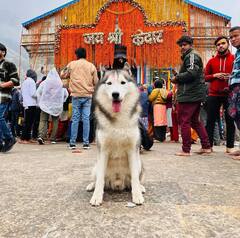 Dog Visits Kedarnath Temple| పెంపుడు కుక్కను కేదార్‌నాథ్ తీసుకెళ్లినందుకు  ఎఫ్‌ఐఆర్ నమోదు| ABP Desam