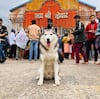 Dog Visits Kedarnath Temple| పెంపుడు కుక్కను కేదార్‌నాథ్ తీసుకెళ్లినందుకు  ఎఫ్‌ఐఆర్ నమోదు| ABP Desam