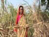 Sugarcane : 17 महिने पूर्ण झाले तरी उसाला तोड नाही, वसमत तालुक्यात 2 कारखाने असूनही अतिरीक्त उसाचा प्रश्न