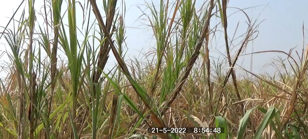 Sugarcane : 17 महिने पूर्ण झाले तरी उसाला तोड नाही, वसमत तालुक्यात 2 कारखाने असूनही अतिरीक्त उसाचा प्रश्न