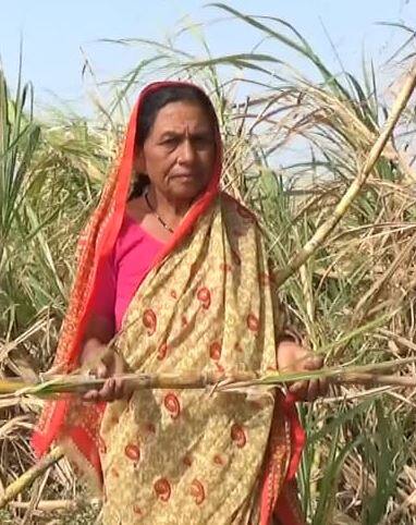 हिंगोली जिल्ह्यात अतिरीक्त उसाचा प्रश्न