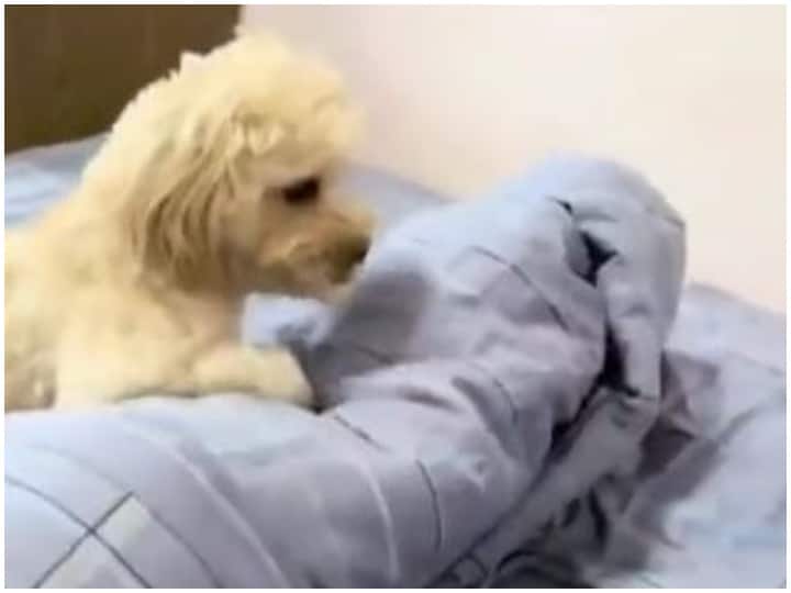 Before sleeping, this dog does human work, you will be stunned by watching the video Watch: सोने से पहले ये डॉगी करता है इंसानों जैसा काम, वीडियो देखकर दंग रह जाएंगे