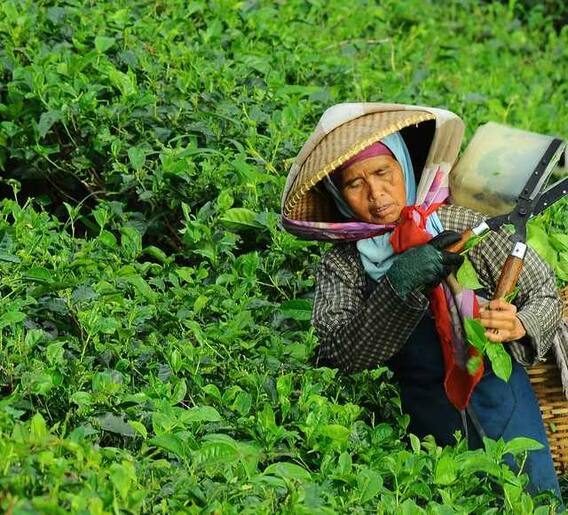 मैफीलींमधला सोबती चहाबदद्ल जाणून घ्या बरंच काही...