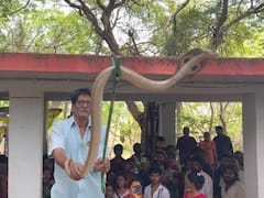 Cobra at Alipiri: అలిపిరి నడక మార్గంలో నాగుపాము ప్రత్యక్షం - వెంటనే భక్తులు ఏం చేశారో తెలుసా !