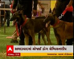 અમદાવાદમાં યોજાઈ ડોગ ચેમ્પિયનશીપ, 200થી વધુ ડોગે લીધો ભાગ