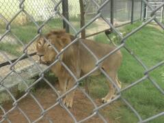 Etawah News: लायन सफारी के शेर 'मनन' की हालत बिगड़ी, कैंसर की आशंका, कानपुर से बुलाए गए डॉक्टर