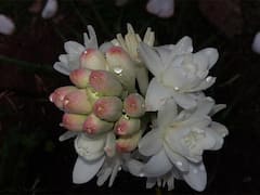 Business Idea: ఈ పూలు పూయించండి! లక్షల్లో ఆదాయం పొందండి!