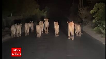11 lions appeared on Khilawad Road in Gir Gadha taluka of gir somnath , watch the video ગીર ગઢડાના ખિલાવડ રોડ પર એક સાથે 11 સિંહ દેખાતા ગ્રામજનોમાં ફફડાટ, જુઓ સિંહોનો આ વિડીયો