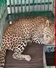 અમરેલી: જળજીવડી ગામમાં દીપડાએ યુવક પર કર્યો હુમલો