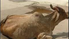 જામનગરમાં રખડતાં ઢોરમાં લમ્પી વાયરસ દેખા દેતા., પશુપાલન વિભાગ થયું દોડતું