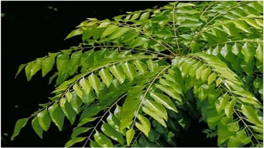 Curry Leaves Benefits: From Weight Loss to Infection, Learn the Benefits of Eating Curry Leaves on an Empty Stomach Curry Leaves Benefits : ਭਾਰ ਘਟਾਉਣ ਤੋਂ ਲੈ ਕੇ ਇਨਫੈਕਸ਼ਨ ਨੂੰ ਦੂਰ ਕਰਨ ਤਕ, ਜਾਣੋ ਖਾਲੀ ਪੇਟ ਕੜ੍ਹੀ ਪੱਤੇ ਖਾਣ ਦੇ ਫਾਇਦੇ