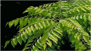 Curry Leaves Benefits : ਭਾਰ ਘਟਾਉਣ ਤੋਂ ਲੈ ਕੇ ਇਨਫੈਕਸ਼ਨ ਨੂੰ ਦੂਰ ਕਰਨ ਤਕ, ਜਾਣੋ ਖਾਲੀ ਪੇਟ ਕੜ੍ਹੀ ਪੱਤੇ ਖਾਣ ਦੇ ਫਾਇਦੇ