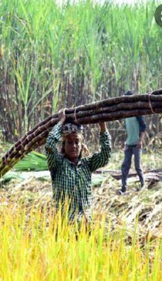 शेतकऱ्यांची चिंता वाढली, महाराष्ट्रात 17.5 लाख टन ऊस शिल्लक
