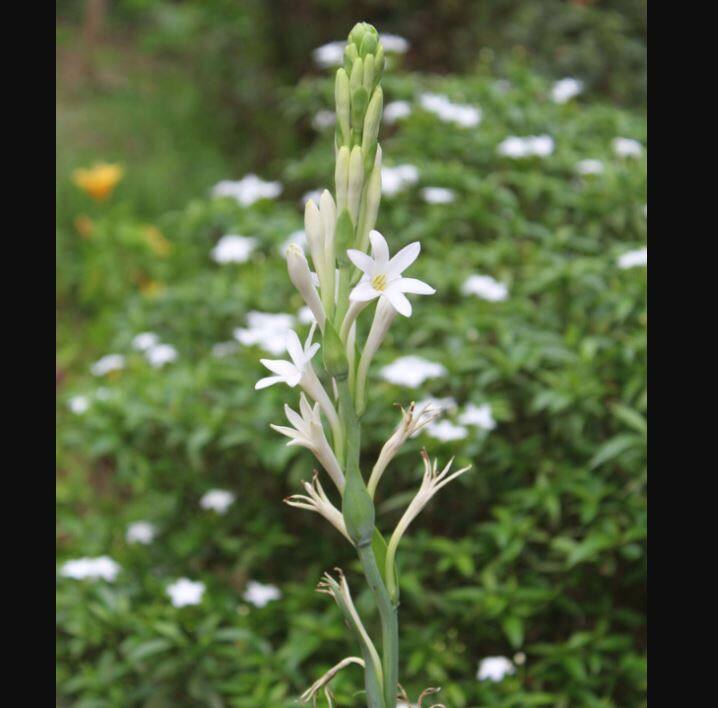 Business Idea: Tuberose Flower profitable business for good income Business Idea: ਇਸ ਫੁੱਲ ਦੀ ਕਾਸ਼ਤ ਨਾਲ ਤੁਸੀਂ ਵੀ ਬਣ ਸਕਦੇ ਹੋ ਅਮੀਰ, ਸਿਰਫ ਇੰਨੇ ਨਿਵੇਸ਼ ਨਾਲ ਹੋ ਜਾਓਗੇ ਮਾਲੋਮਾਲ