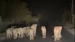 રોડ પર 11 સિંહોનું ટોળી લટાર મારતું જોવા મળ્યું. જુઓ અદભૂત દ્વશ્યોનો વીડિયો