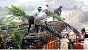 sugar mill will earn 25000 crores india produce record sugar Sugarcane Production: इस एक वजह से देश की चीनी मिल कमाएंगी 25000 करोड़ 