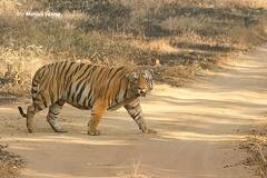 Tiger Death :  'Big Daddy of Tadoba' वाघाचा मृत्यू