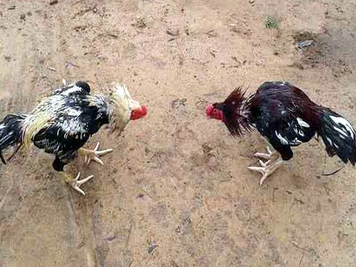 Cocks preparing for a cockfight Owners who feed and prepare with wide variety of foods திண்டுக்கல் : சண்டைக்கு தயாராகும் சேவல்களுக்கு இப்படி ஒரு ட்ரீட்டா? லிஸ்ட் பெருசா போய்க்கிட்டே இருக்கு..