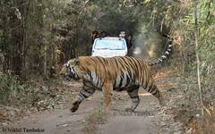 Tiger Death :  'Big Daddy of Tadoba' वाघाचा मृत्यू