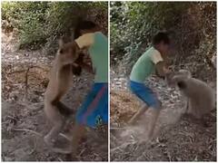 Watch: लंगूर से भिड़ते नजर आया छोटा सा बच्चा, चंद मिनटों में निकाल दी हवा