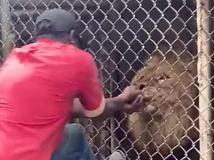 Lion bites off man finger