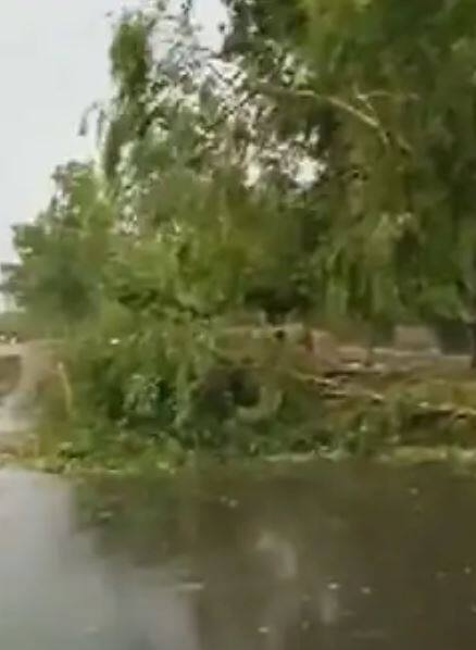 दिल्लीत वादळी वाऱ्यासह जोरदार पाऊस, झाडे पडली उन्मळून