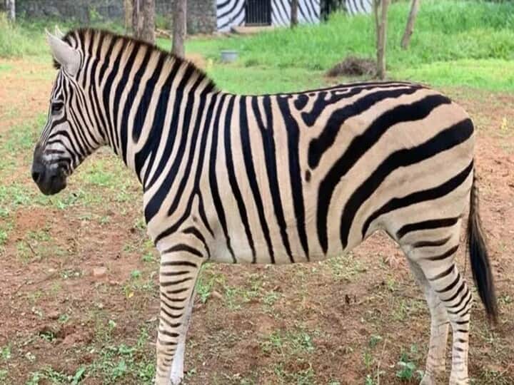chennai 18-year-old female zebra Tina dies at Vandalur zoo சென்னை : வண்டலூர் உயிரியல் பூங்காவில் 18 வயதான பெண் வரிக்குதிரை 