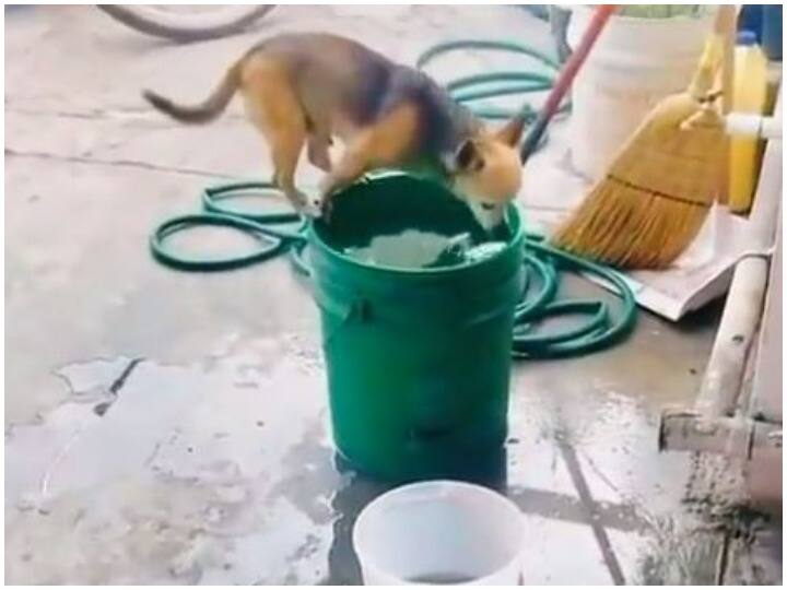 To get rid of the heat Doggy used such a mind the video went viral Viral Video: गर्मी से निजात पाने के लिए डॉगी ने लगाया ऐसा दिमाग, वायरल हो गया वीडियो