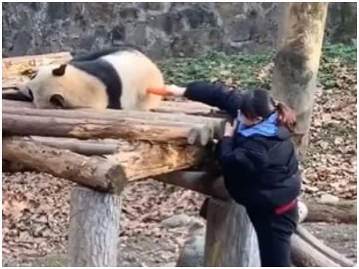 Woman comes to give food to sleeping panda then something like this happened watch video Viral Video: सोते हुए पांडा को खाना देने आती है महिला, तभी हुआ कुछ ऐसा, देखें वीडियो