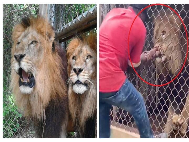 Caged lion attacks zookeeper ripping off his finger in front of horrified visitors Watch Video: கூண்டுக்குள் விரல்வித்தைக் காட்டிய நபர்! படாரென பாய்ந்து விரலைக் கடித்துத் துப்பிய சிங்கம்!