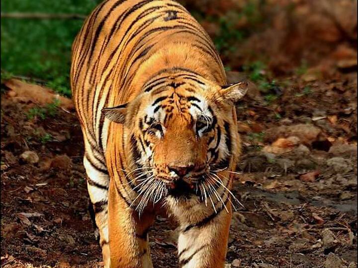 Maharashtra Chandrapur  Tiger Death death  oldest tiger waghdoh in the state Tadoba Tiger Death : 'Big Daddy of Tadoba' वाघाचा मृत्यू, 17 वर्षीय वाघडोहने घेतला शेवटचा श्वास