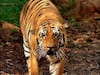 Tiger Death : 'Big Daddy of Tadoba' वाघाचा मृत्यू, 17 वर्षीय वाघडोहने घेतला शेवटचा श्वास