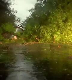 दिल्लीत वादळी वाऱ्यासह जोरदार पाऊस, झाडे पडली उन्मळून