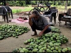 Baghpat News: बागपत में आंधी-तूफान की वजह से आम और लीची की फसल हुई खराब, बाग मालिक और ठेकेदार परेशान