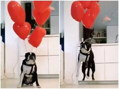 Watch: मालिक ने डॉगी पर एक साथ बांधे कई गुब्बारे, हवा में उड़ने लगा डॉगी