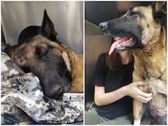 Watch: मालिकन को बचाने के लिए डॉगी ने दांव पर लगाई अपनी जान, माउंटेन लायन को पछाड़ कर भगाया