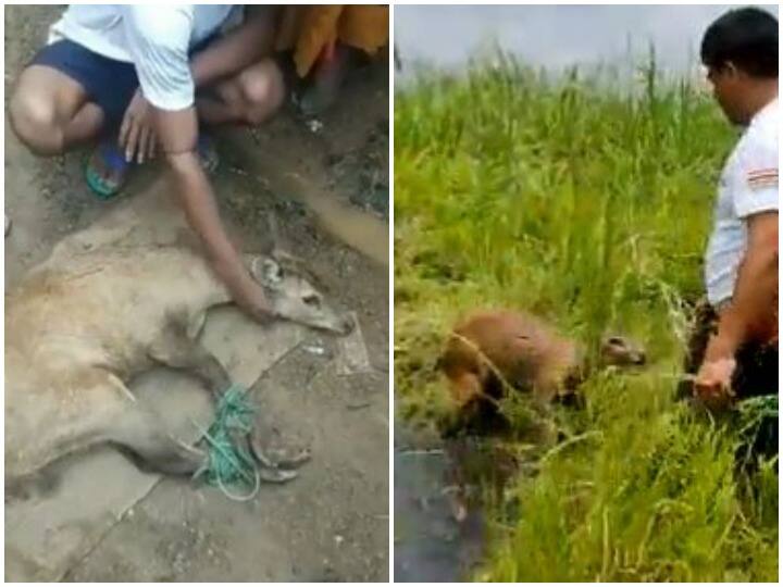 Manipur villagers rescue Sangai deer that escaped from flash floods Watch: मणिपुर में ग्रामीणों ने ऐसे किया संगाई हिरण का रेस्क्यू, हालत सामान्य होने पर जंगल में छोड़ा