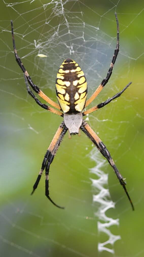 சிலந்தியில் இத்தனை வித்தியாசமான வகைகளா?. தெரிஞ்சுக்கோங்க!