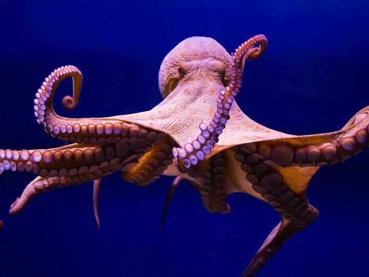Octopuses torture and eat themselves after mating, before laying eggs; scientists finally know why Octopus Mating : உடலுறவுக்குப் பிறகு தங்களைத்தானே அழித்துக்கொள்ளும் ஆக்டோபஸ்! - காரணம் ஏன் தெரியுமா?