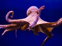 Octopus Mating : உடலுறவுக்குப் பிறகு தங்களைத்தானே அழித்துக்கொள்ளும் ஆக்டோபஸ்! - காரணம் ஏன் தெரியுமா?
