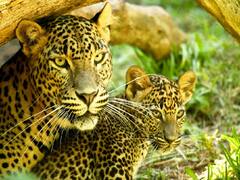 Rajasthan: 2 तेंदुओं की सफारी वाला जयपुर बना भारत का इकलौता शहर, ऑनलाइन उपलब्ध होंगे टिकट 