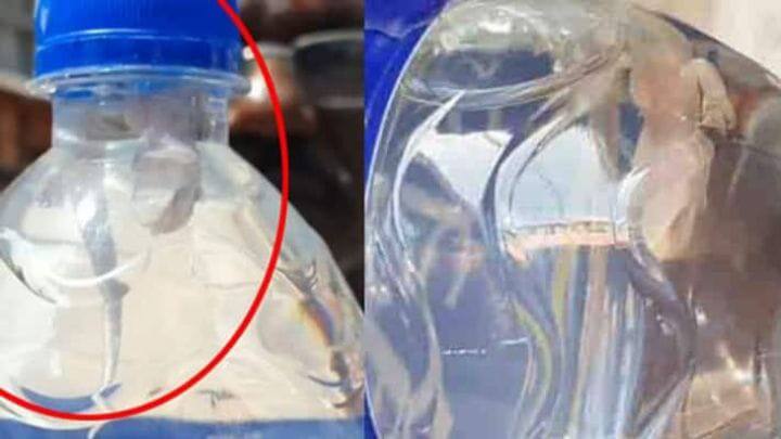 Dead lizard in a mineral water bottle bought by devotees at Samayapuram temple சமயபுரம் கோயிலில் பக்தர்கள் வாங்கிய தண்ணீர் பாட்டிலில் இறந்து கிடந்த பல்லி.. அதிர்ந்த மக்கள்..