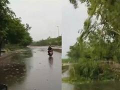 Noida Rain: नोएडा में तेज आंधी और बारिश के बाद गर्मी से मिली राहत, कई पेड़ और बिजली के खंभे टूटे