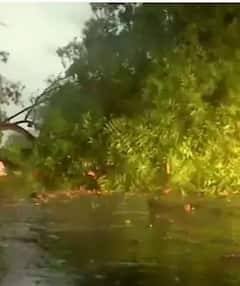 दिल्लीत वादळी वाऱ्यासह जोरदार पाऊस, झाडे पडली उन्मळून