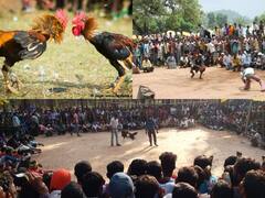 Bastar News: बस्तर के हाट-बाजारों में होने वाली मुर्गा लड़ाई से जुड़ी ये बातें हैं चौंकाने वाली, जानें