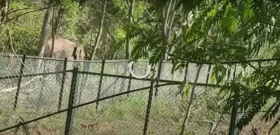 Elephants Scare On Tirumala: తిరుమలపై ఏనుగుల సంచారం, భక్తుల్లో ఆందోళన | ABP Desam